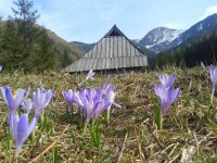 Zakopane - RegionTatry.pl - Dolina Jaworzynka Zakopane - RegionTatry.pl - Dolina Jaworzynka