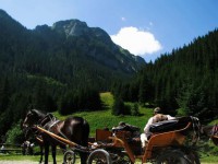 Zakopane - RegionTatry.pl - Kuligi letnie w Dolinie Chochołowskiej Zakopane - RegionTatry.pl - Kuligi letnie w Dolinie Chochołowskiej