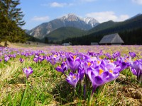 Zakopane - RegionTatry.pl - Dolina Chochołowska Zakopane - RegionTatry.pl - Dolina Chochołowska