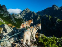 Zakopane - RegionTatry.pl - Dogtrekking Wataha Tatry Zakopane - RegionTatry.pl - Dogtrekking Wataha Tatry