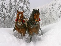 Zakopane - RegionTatry.pl - Snow Dream - kuligi Zakopane - RegionTatry.pl - Snow Dream - kuligi