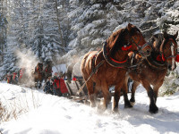Zakopane - RegionTatry.pl - Janosik Travel Kulig Dolina Chochołowska Zakopane - RegionTatry.pl - Janosik Travel Kulig Dolina Chochołowska