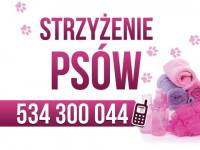 Zakopane - RegionTatry.pl - Salon pielęgnacji zwierząt Twój Piękny Pies Zakopane - RegionTatry.pl - Salon pielęgnacji zwierząt Twój Piękny Pies