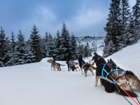 Zakopane - RegionTatry.pl - Psy na biegunach Zakopane - RegionTatry.pl - Psy na biegunach