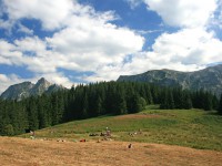 Zakopane - RegionTatry.pl - Dolina Miętusia Zakopane - RegionTatry.pl - Dolina Miętusia