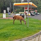 Stacja paliw Shell Zakopane Stacja paliw Shell - energia i paliwa - stacje paliw / lpg - Zakopane