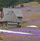Dolina Chochołowska - Krokusy Dolina Chochołowska - doliny - dolina - Tatry
