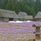 Dolina Chochołowska - Krokusy Dolina Chochołowska - doliny - dolina - Tatry