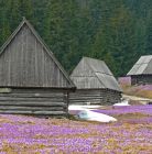 Dolina Chochołowska - Krokusy Dolina Chochołowska - doliny - dolina - Tatry