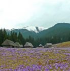 Dolina Chochołowska - Krokusy Dolina Chochołowska - doliny - dolina - Tatry