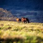 Jullita Chudko Photography+ - usługi - fotograf - Zakopane