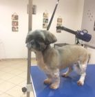 Salon Pielęgnacji Psów Dżeki, Nowy Targ Salon pielęgnacji psów Dżeki - dla zwierząt - salon pielęgnacji dla zwierząt - Nowy Targ
