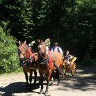 Kuligi letnie w Dolinie Chochołowskiej Kuligi letnie w Dolinie Chochołowskiej - jednodniowe - kulig letni - Zakopane