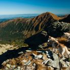 Dogtrekking Wataha Tatry Dogtrekking Wataha Tatry - sport i rekreacja - psie zaprzęgi - Kościelisko