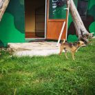 GAWRA Hotel dla zwierząt na Podhalu Hotel dla zwierząt Gawra - dla zwierząt - hotel dla zwierząt - Gliczarów Górny