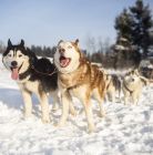 Śnieżne psy - psie zaprzęgi Białka Tatrzańska Śnieżne psy - sport i rekreacja - psie zaprzęgi - Białka Tatrzańska