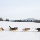 Śnieżne psy - psie zaprzęgi Białka Tatrzańska Śnieżne psy - sport i rekreacja - psie zaprzęgi - Białka Tatrzańska
