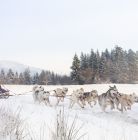 Śnieżne psy - psie zaprzęgi Białka Tatrzańska Śnieżne psy - sport i rekreacja - psie zaprzęgi - Białka Tatrzańska