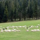 Karczma Nosal Zakopane Karczma Nosal - restauracje - restauracja - Zakopane