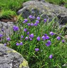 Hala Gąsienicowa Dolina Gąsienicowa / Hala Gąsienicowa - doliny - dolina - Tatry