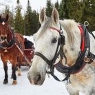 Góralskie kuligi w Zakopanem KULIGI.pl - Góralskie kuligi w Zakopanem - jednodniowe - kulig zimowy - Zakopane