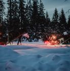 Kulig Zakopane Gubałówka TatryExpress Kulig Zakopane Gubałówka TatryExpress - jednodniowe - kulig zimowy - Zakopane