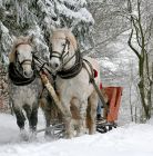 Janosik Travel Kulig Dolina Chochołowska z Zakopanego Janosik Travel Kulig Dolina Chochołowska - jednodniowe - kulig zimowy - Zakopane