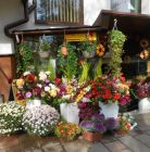 Kwiaciarnia Cyperus Zakopane Kwiaciarnia Cyperus - kwiaty upominki pamiątki - kwiaciarnia - Zakopane