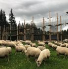 Park Linowy na Siwej Polanie Park Linowy na Siwej Polanie - dla dzieci - park linowy - Witów