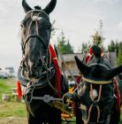 Kulig i piknik góralski TatryExpress Kulig i piknik góralski TatryExpress - jednodniowe - kulig letni - Zakopane