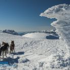 Psie zaprzęgi Zakopane