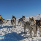 Psie zaprzęgi Zakopane Psie zaprzęgi Wataha Tatry - sport i rekreacja - psie zaprzęgi - Zakopane