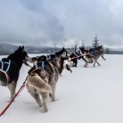 Zobacz Psy na biegunach - sport i rekreacja - psie zaprzęgi - Szczawnica Psy na biegunach - sport i rekreacja - psie zaprzęgi - Szczawnica