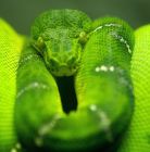 Zwierzęta Egzotyczne - Gady - Reptarium Zakopane Zwierzęta Egzotyczne - Gady - Reptarium Zakopane - dla dzieci - rozrywka i zabawa - Zakopane