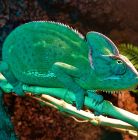 Zwierzęta Egzotyczne - Gady - Reptarium Zakopane Zwierzęta Egzotyczne - Gady - Reptarium Zakopane - dla dzieci - rozrywka i zabawa - Zakopane