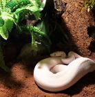 Zwierzęta Egzotyczne - Gady - Reptarium Zakopane Zwierzęta Egzotyczne - Gady - Reptarium Zakopane - dla dzieci - rozrywka i zabawa - Zakopane