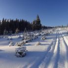 Skitourowe Zakopane. Trasa z Witowa na Magurę Witowską Trasa skitourowa z Witowa na Magurę Witowską - narty - skitourowe zakopane - Witów