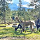 Tatrzańskie Zoo w Zakopanem Tatrzańskie ZOO - dla dzieci - atrakcja dla dzieci - Zakopane