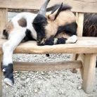 Tatrzańskie Zoo w Zakopanem