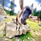 Tatrzańskie Zoo w Zakopanem Tatrzańskie ZOO - dla dzieci - atrakcja dla dzieci - Zakopane