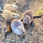 Tatrzańskie Zoo w Zakopanem Tatrzańskie ZOO - dla dzieci - atrakcja dla dzieci - Zakopane