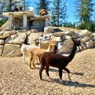 Tatrzańskie Zoo w Zakopanem Tatrzańskie ZOO - dla dzieci - atrakcja dla dzieci - Zakopane