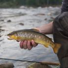 Tatra Fly Fishing- wyprawy wędkarskie Tatra Fly Fishing- wyprawy wędkarskie - sport i rekreacja - wędkarstwo - Zakopane