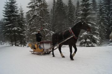 Kuligi w Dolinie Kościeliskiej - jednodniowe - kulig zimowy - Zakopane