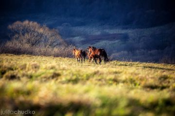 Jullita Chudko Photography+ - usługi - fotograf - Zakopane