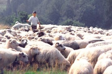 Bacówka Łapsze Niżne-Nowiny - bacówki - bacówka - Łapsze Niżne