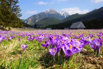 Dolina Chochołowska Dolina Chochołowska - doliny - dolina - Tatry