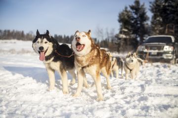 Śnieżne psy  - sport i rekreacja - psie zaprzęgi - Białka Tatrzańska
