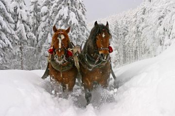 Snow Dream - kuligi - jednodniowe - kulig zimowy - Bukowina Tatrzańska
