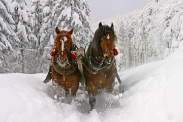 Snow Dream - kuligi Bukowina Tatrzańska Snow Dream - kuligi - jednodniowe - kulig zimowy - Bukowina Tatrzańska